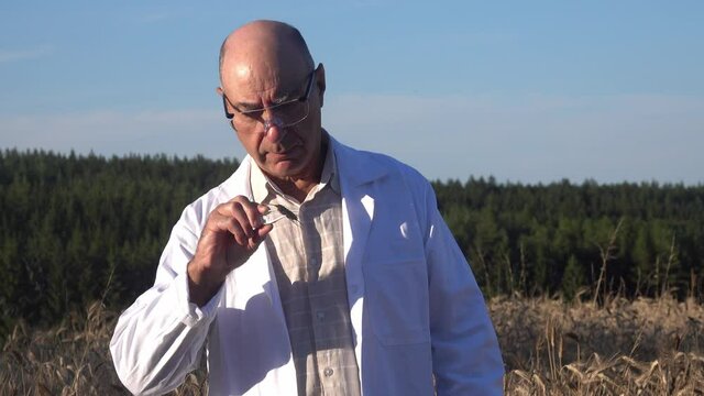 A serious mature agronomist with glasses takes an ear of wheat for analysis..