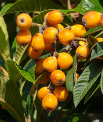 Ripe yellow medlar on the branches