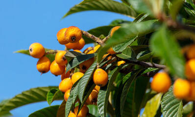 Ripe yellow medlar on the branches