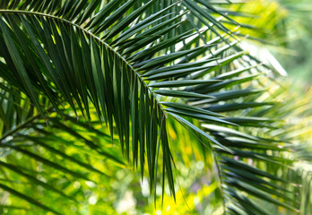 Fototapeta na wymiar Green leaves of a palm tree as a background.