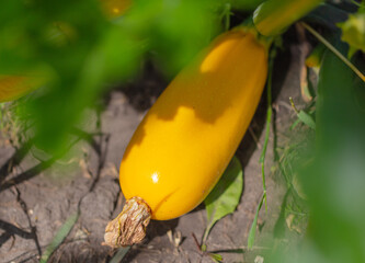 Yellow zucchini grow in the garden.
