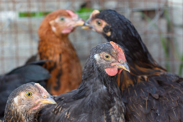 Portrait of a chicken on farm.