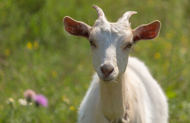 Portrait of a white goat