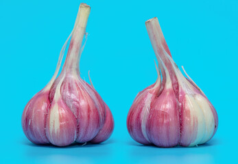 Fototapeta premium Garlic isolated on blue background.