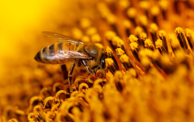 Close-up of a bee on a sunflower.