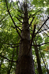 Fototapeta premium Tree in the woods