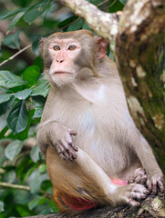 Portrait of a monkey in the park