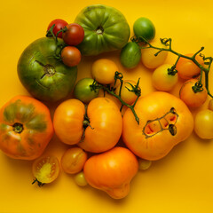 Mixed tomato on yellow background