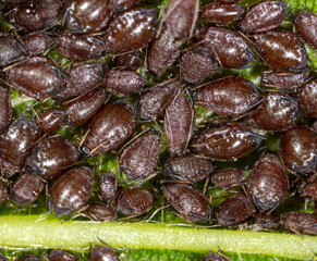 Aphids on a leaf of a tree.