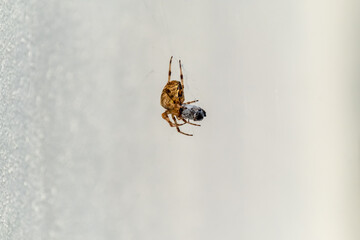 Fototapeta premium Cross Orb weaver spider eating prey in Ireland - View from the underside
