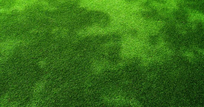 green grass background
