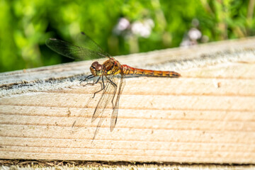 Close up of Common Darter dragonfly - sympetrum striolatum - in County Donegal - Ireland.