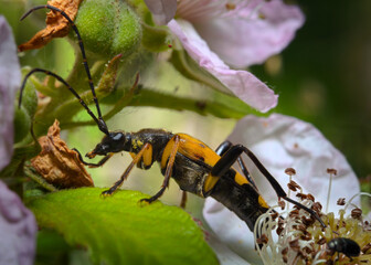 Black and Yellow Longhorn Beetle (Cerambycidae), also known as long-horned or longicorns, are a large family of beetles,
