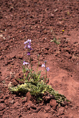 Close-up of flower on dry red sandy soil. Plant in desert. Power of life. Beautiful nature.