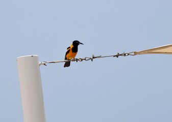 Orange and black colored bird, Venezuelan troupial perched on a metal wire; blue sky in the background