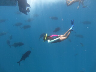 Snorkeling under water and watching sea creatures