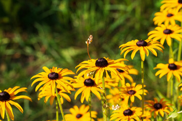 Natural floral background with yellow flowers of Echinacea paradox