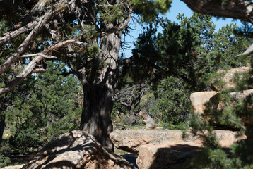 pine tree in canyon