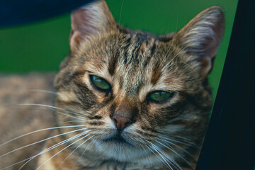 chat