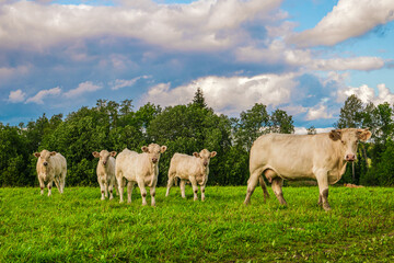 Obraz premium Five cows in a green meadow