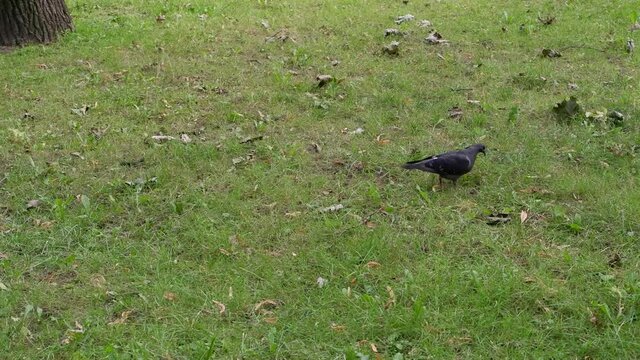 The pigeon walk on the grass in search of food. Birds.