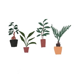 観葉植物（ガジュマル、ストレチアオーガスタ、ナギ、ソテツ、背景白