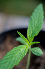 mint leaves in the garden