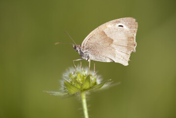 Schmetterling