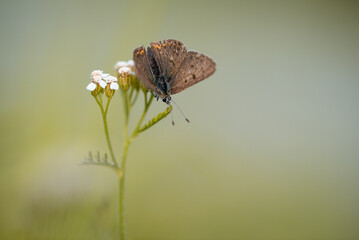 Schmetterling
