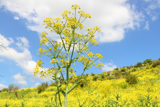 Aromatic blossoming Dill or Fennel. Plants with yellow flower heads grow on blooming hills among yellow Mustard flowers. Bright wild nature landscape of a flowering hills under the beautiful blue sky