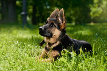 Beautiful purebred puppy in collar lying on grass at summer park. German shepherd walking on nature. Concept of lovely pets. 