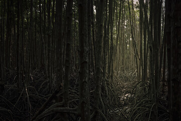 scary scene of a part of mangrove forest with many trees's trunk and root in dark shade and tone and background sun light