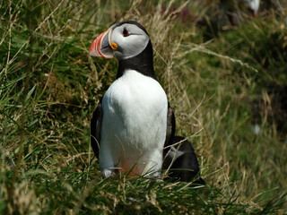 Naklejka premium Puffins of Iceland