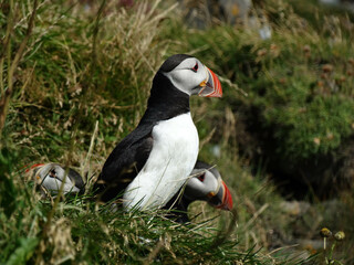 Puffins of Iceland