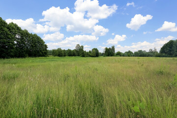 Landscape of wild grass field with trees
