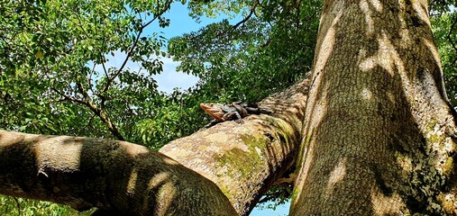 iguana sunbathing on a tree