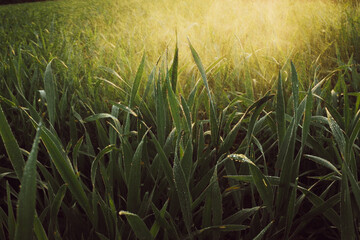 grass and sun