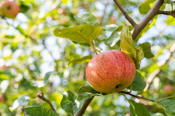 Obraz premium A Red apple is growing on an apple tree in nature in summer