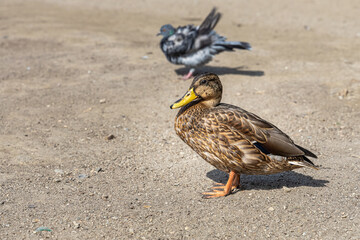 Brown adult duck with green nose and a pigeon are on the yellow soil in the park in summer