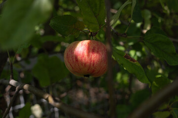 A Red apple is growing on an apple tree.