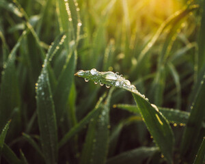 grass and sun