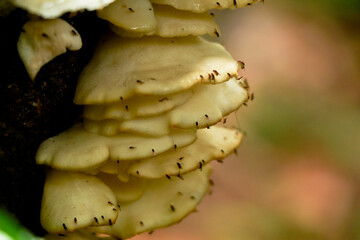 Cream color mushroom or conk on a decaying wood trunk from Western Ghats, selective focus - obrazy, fototapety, plakaty
