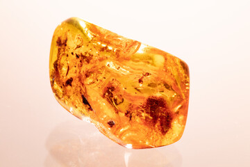Genuine Polished Baltic Amber with Ant inside