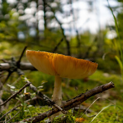 mushroom in the forest
