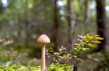 mushrooms in the forest