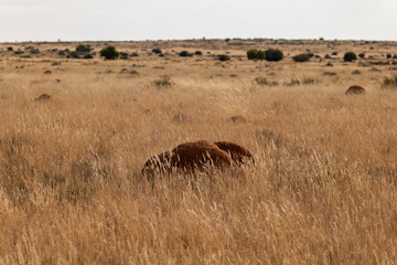 Landscape shot of Dark brown ant hill in Karoo in yellow grass