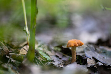 Laccaria laccata in dry leafs.