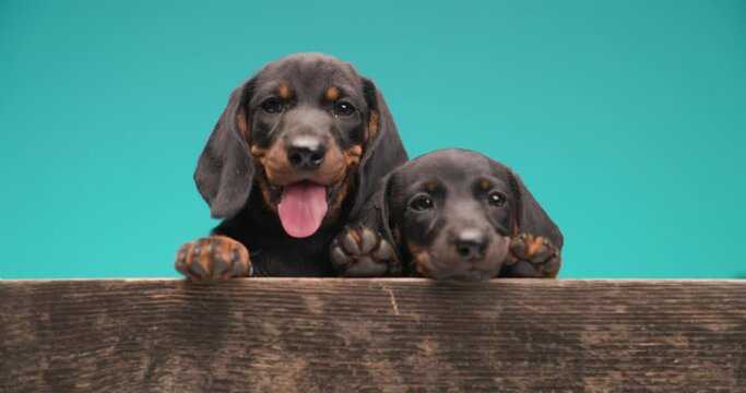 two adorable teckel dogs are panting and showing each other love on blue background