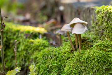 Common Bonnet, Mycena galericulata in moss on wood.