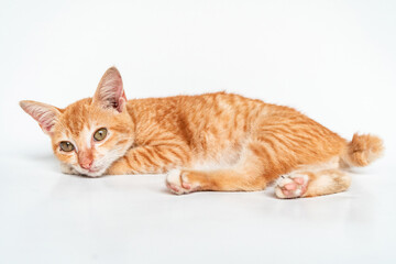 Adorable Orange Cat Relaxing in White Background